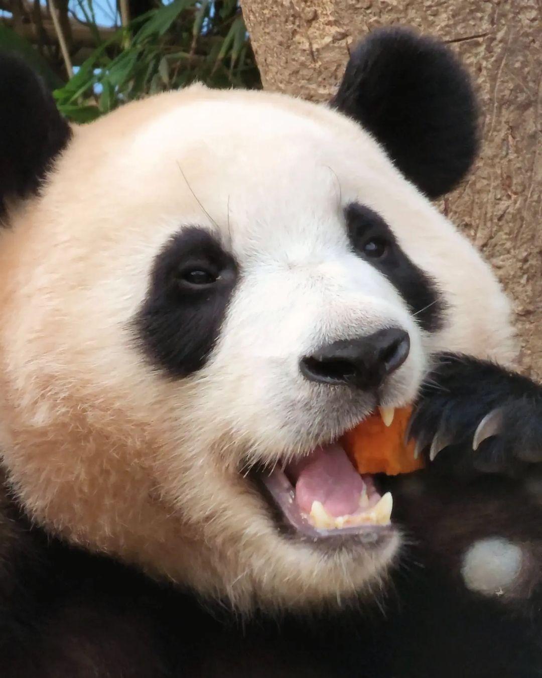 pandaart from Greece